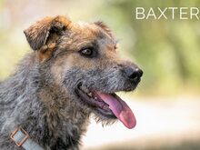 BAXTER, Hund, Border Terrier-Schnauzer-Mix in Ungarn - Bild 2