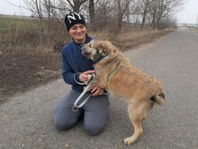 BAXTER, Hund, Border Terrier-Schnauzer-Mix in Ungarn - Bild 26