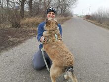 BAXTER, Hund, Border Terrier-Schnauzer-Mix in Ungarn - Bild 27