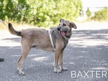 BAXTER, Hund, Border Terrier-Schnauzer-Mix in Ungarn - Bild 3