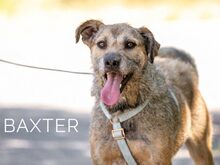 BAXTER, Hund, Border Terrier-Schnauzer-Mix in Ungarn - Bild 4