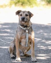 BAXTER, Hund, Border Terrier-Schnauzer-Mix in Ungarn - Bild 5