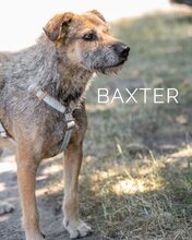 BAXTER, Hund, Border Terrier-Schnauzer-Mix in Ungarn - Bild 6