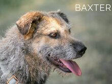 BAXTER, Hund, Border Terrier-Schnauzer-Mix in Ungarn - Bild 8