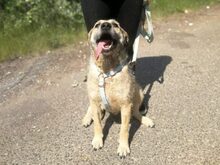 BAXTER, Hund, Border Terrier-Schnauzer-Mix in Ungarn - Bild 9