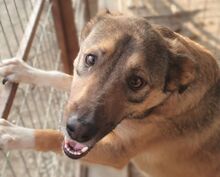 COOLIO, Hund, Mischlingshund in Rumänien - Bild 1