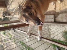 COOLIO, Hund, Mischlingshund in Rumänien - Bild 2