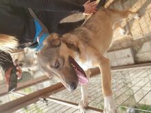 COOLIO, Hund, Mischlingshund in Rumänien - Bild 3