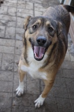 COOLIO, Hund, Mischlingshund in Rumänien - Bild 5
