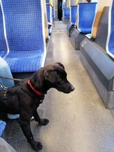 MILES, Hund, Pinscher-Retriever-Mix in Appenzell - Bild 20