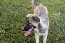 AKIDO, Hund, Mischlingshund in Kroatien - Bild 2