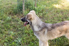 AKIDO, Hund, Mischlingshund in Kroatien - Bild 3