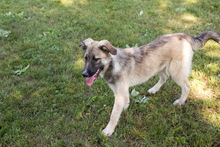 AKIDO, Hund, Mischlingshund in Kroatien - Bild 4