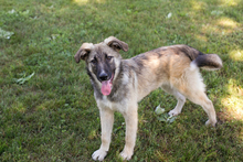 AKIDO, Hund, Mischlingshund in Kroatien - Bild 5