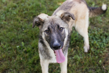 AKIDO, Hund, Mischlingshund in Kroatien - Bild 7