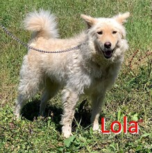 LOLA, Hund, Am.-Can. Weißer Schäferhund-Mix in Bosnien und Herzegowina - Bild 1