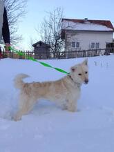 LOLA, Hund, Am.-Can. Weißer Schäferhund-Mix in Bosnien und Herzegowina - Bild 11
