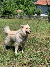 LOLA, Hund, Am.-Can. Weißer Schäferhund-Mix in Bosnien und Herzegowina - Bild 8