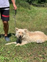 LOLA, Hund, Am.-Can. Weißer Schäferhund-Mix in Bosnien und Herzegowina - Bild 9