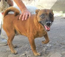 CHIP, Hund, Mischlingshund in Rumänien - Bild 2