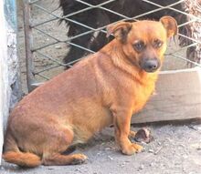 CHIP, Hund, Mischlingshund in Rumänien - Bild 3