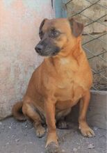 CHIP, Hund, Mischlingshund in Rumänien - Bild 4