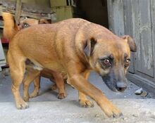 CHIP, Hund, Mischlingshund in Rumänien - Bild 6