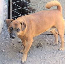 CHIP, Hund, Mischlingshund in Rumänien - Bild 8