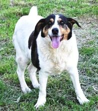 CHAMPI, Hund, Mischlingshund in Rumänien - Bild 3