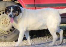 CHAMPI, Hund, Mischlingshund in Rumänien - Bild 4