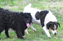 CHAMPI, Hund, Mischlingshund in Rumänien - Bild 5