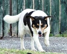 CHAMPI, Hund, Mischlingshund in Rumänien - Bild 7