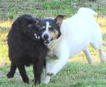 CHAMPI, Hund, Mischlingshund in Rumänien - Bild 9