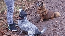 LILA, Hund, Mischlingshund in Heusweiler - Bild 11