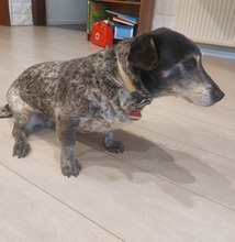 LILA, Hund, Mischlingshund in Heusweiler - Bild 6