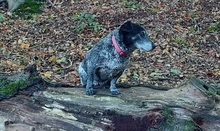 LILA, Hund, Mischlingshund in Heusweiler - Bild 7