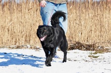 SHELDON, Hund, Mischlingshund in Slowakische Republik - Bild 10