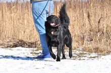 SHELDON, Hund, Mischlingshund in Slowakische Republik - Bild 2