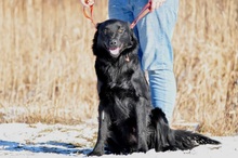 SHELDON, Hund, Mischlingshund in Slowakische Republik - Bild 3