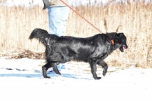 SHELDON, Hund, Mischlingshund in Slowakische Republik - Bild 4