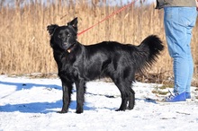 SHELDON, Hund, Mischlingshund in Slowakische Republik - Bild 5