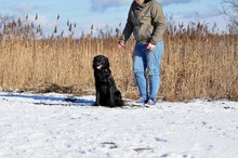 SHELDON, Hund, Mischlingshund in Slowakische Republik - Bild 6