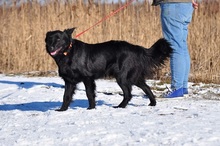 SHELDON, Hund, Mischlingshund in Slowakische Republik - Bild 8