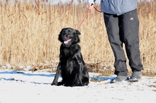 LEONARD, Hund, Mischlingshund in Slowakische Republik - Bild 11