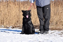 LEONARD, Hund, Mischlingshund in Slowakische Republik - Bild 12