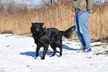 LEONARD, Hund, Mischlingshund in Slowakische Republik - Bild 13