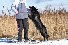 LEONARD, Hund, Mischlingshund in Slowakische Republik - Bild 2