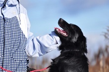 LEONARD, Hund, Mischlingshund in Slowakische Republik - Bild 7