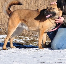 RIKI, Hund, Mischlingshund in Slowakische Republik - Bild 10
