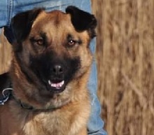 RIKI, Hund, Mischlingshund in Slowakische Republik - Bild 11